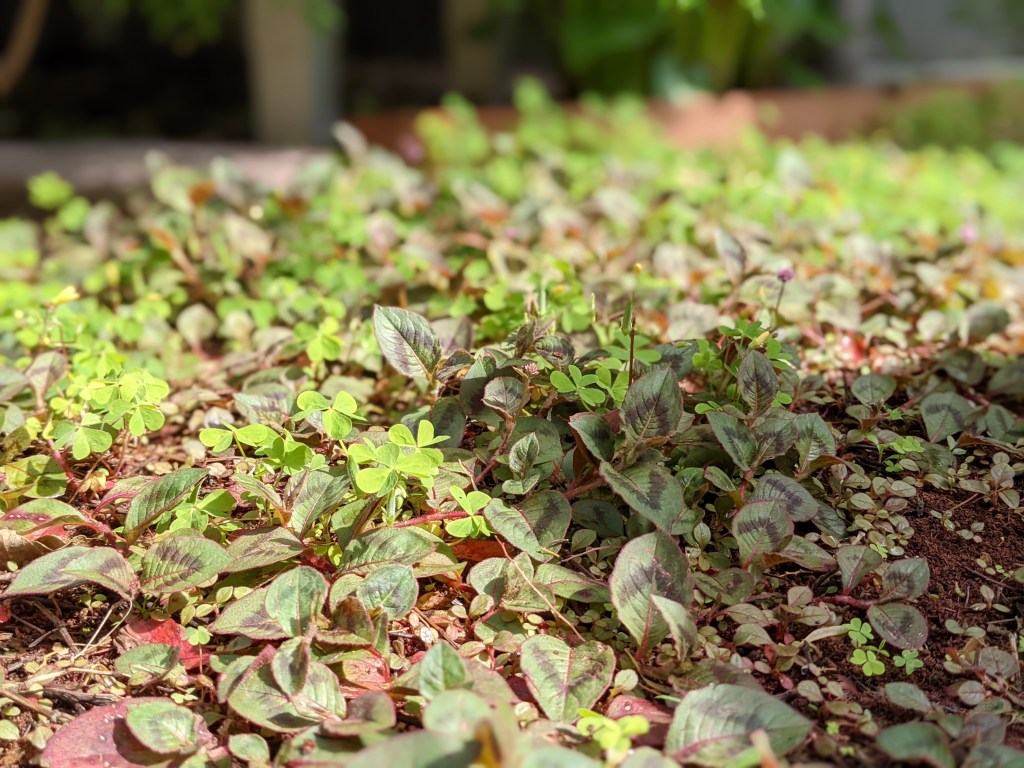 庭が教えてくれること